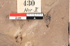 Foto (Detailansicht) von Asterocalyx styriacus Ettingshausen (NHMW-GEO-2024-0188-0430)